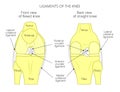 Ligaments of the knee_Anatomy