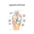 Ligaments of the knee Royalty Free Stock Photo