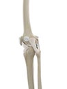 the ligaments of the knee Royalty Free Stock Photo