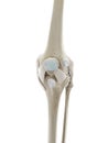 the ligaments of the knee Royalty Free Stock Photo