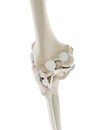 The ligaments of the knee Royalty Free Stock Photo