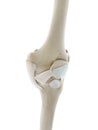 The ligaments of the knee Royalty Free Stock Photo