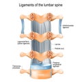 Ligaments of the lumbar spine. Ligamenta flava yellow ligament Royalty Free Stock Photo