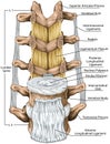 BOARD Tthe ligaments surrounding the lumbar spine, Anterior view