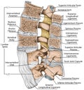 BOARD Tthe ligaments surrounding the lumbar spine, Lateral view Royalty Free Stock Photo