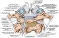 BOARD Atlas and axis ligaments