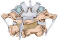 Atlas and axis ligaments