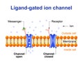 Ligand-gated ion channel Royalty Free Stock Photo