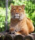 Liger Royalty Free Stock Photo