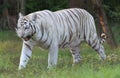 Liger female, aka White Tiger Royalty Free Stock Photo