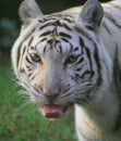 Liger female face. aka White tiger Royalty Free Stock Photo