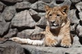 Liger Royalty Free Stock Photo