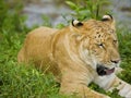 Liger Lying Down on Grass Royalty Free Stock Photo