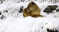 Liger Resting on the snowy rock Royalty Free Stock Photo