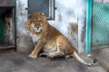 A Liger in the Siberian Tiger Park, Harbin, China. Royalty Free Stock Photo