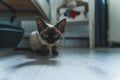 ligh blue-eyed Devon rex cat looking forward to the camera, pet concept