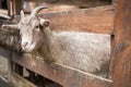 Light adult goat Royalty Free Stock Photo