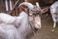 Light adult goat Royalty Free Stock Photo