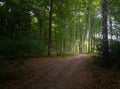 Light ahead on forest trail. Green summer forest. Phone photography