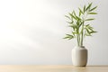 Bamboo Plant in a Light and Airy Product