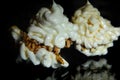 Light and airy meringue lies on a glass table reflected in a dark dining room Royalty Free Stock Photo