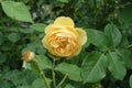 1 light amber yellow flower of rose in June