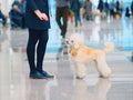 A light apricot poodle in the rack attentively watches the handler's hand