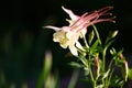 Light aquilegia against a dark background.