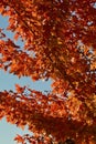 Blue sky with rust colored maple leaves Royalty Free Stock Photo