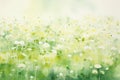 Summer green spring blurred nature field beauty meadow grass background white season plant background Royalty Free Stock Photo