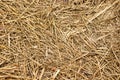 Light background with dry grass Royalty Free Stock Photo