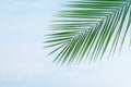 On a light background, with a place for an inscription, green leaf of a palm tree