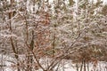 Winter dry bold branches covered with ice, frosty forest texture, hoarfrost