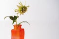 On a light background, a yellow-green Echinacea flower in an orange vase
