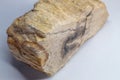 Light Baige Petrified wood Royalty Free Stock Photo