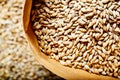 Light barley malt grains for beer production. Barley malt - Castel Malting of the type.