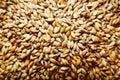 Light barley malt grains for beer production Royalty Free Stock Photo