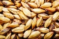 Light barley malt grains for beer production. Detail. Royalty Free Stock Photo