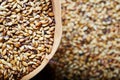 Light barley malt grains for beer production.