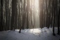 Light beam in cold forest with snow Royalty Free Stock Photo