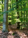 Light in the beechwood forest Royalty Free Stock Photo