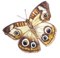 Light beige butterfly with 6 elegant eyes