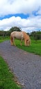 A light beige colored small horse pony grazing on a green lawn on a beautiful day with blue sky between white clouds Royalty Free Stock Photo