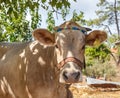 Light beige cow portrait Royalty Free Stock Photo