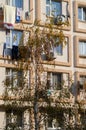 Light beige facade of a residential building. Birch Royalty Free Stock Photo