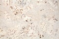 Light beige surface of the cork wood tile closeup, white and brown mottled texture background