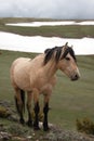 Light blonde buckskin wild horse stallion next to spring snowfield on mountain ridge in the central Rocky Mountains in western USA Royalty Free Stock Photo