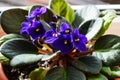 Light blue african violet with green leaves Royalty Free Stock Photo