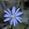 Shy blue anemone blanda. Royalty Free Stock Photo