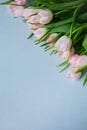 Light blue background with copy space and bunch of pink tulips in the corner Royalty Free Stock Photo